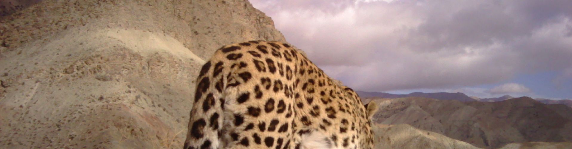 persischerleopard1